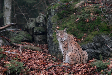 Lynx boreal, Lynx lynx