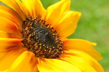 Closeup shot of a blooming bright orange sunflower