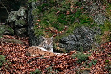 Lynx boreal, Lynx lynx