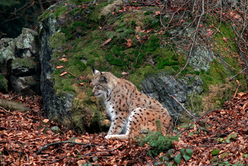Lynx boreal, Lynx lynx