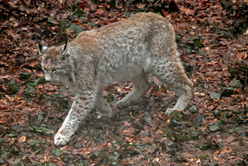 Obraz premium Lynx boreal, Lynx lynx