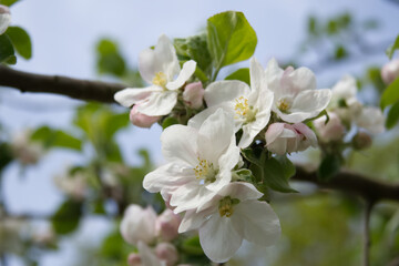 Branch of an apple tree in blossom