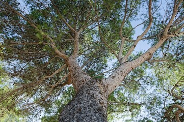 Low-angle shot of a tall tree against the blue sky