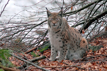 Lynx boreal, Lynx lynx