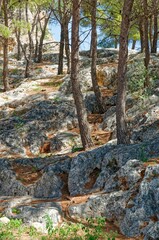 Fototapeta premium Trail in the middle of a forest with rocks and trees