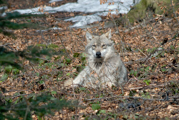 Loup,  Canis lupus