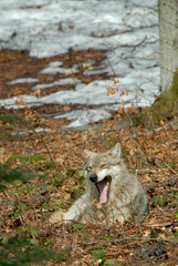 Obraz premium Loup, Canis lupus