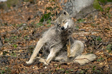 Naklejka premium Loup, Canis lupus