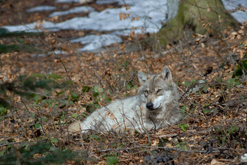 Loup,  Canis lupus