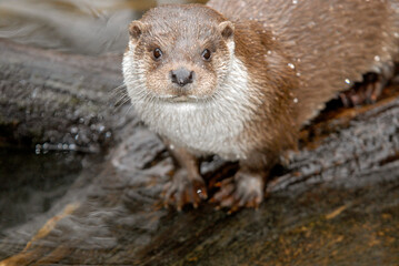 Loutre d'europe, Lutra lutra