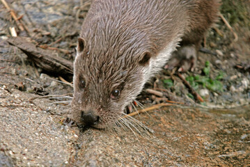 Loutre d'europe, Lutra lutra