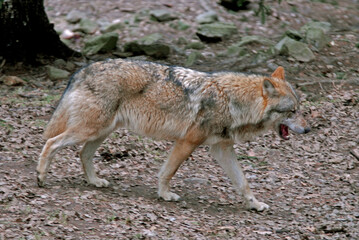 Loup,  Canis lupus