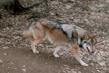 Loup,  Canis lupus