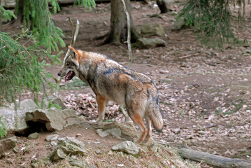 Loup,  Canis lupus