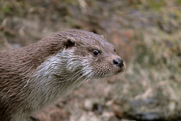 Loutre d'europe, Lutra lutra