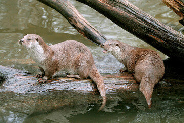 Obraz premium Loutre d'europe, Lutra lutra