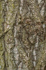 Close-up shot of maple bark texture - perfect wallpaper