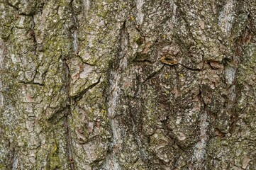 Close-up shot of maple bark texture - perfect wallpaper