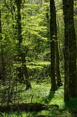 Vertical shot of a lush green forest in the spring in Southern Germany