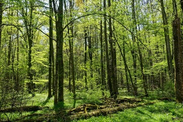 Beautiful shot of a lush green forest in the spring in southern Germany