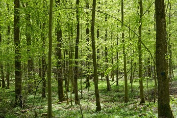 Fototapeta na wymiar Beautiful shot of a lush green forest in the spring in southern Germany