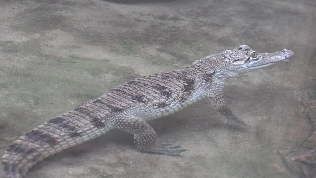 Crocodile in Desert Area, Baby Nile Crocodile in Sand, Swimming  Alligator in Water, Crocodylus Niloticus
