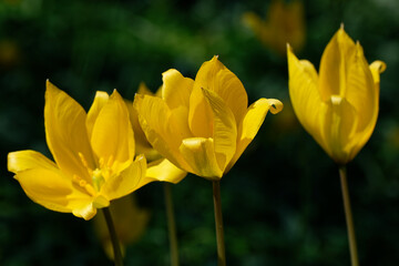 tulipe sauvage - tulipa sylvestris
