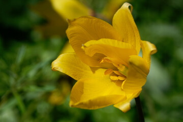 Fototapeta na wymiar tulipe sauvage - tulipa sylvestris 