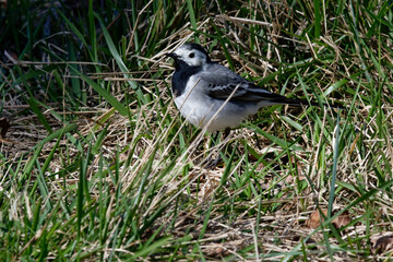 Bergeronnette grise - Motacilla alba