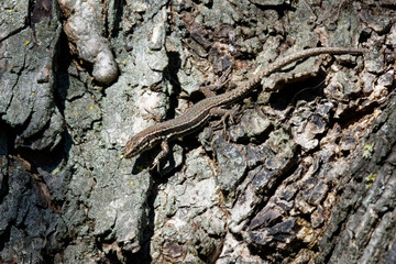 lézard des murailles - podarcis muralis