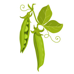 Summer vegetables, ripe green pea pods.Vector graphics.	