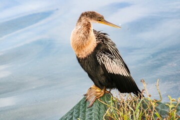 Closeup of a Cormorant or Phalacrocorax perched by a lake