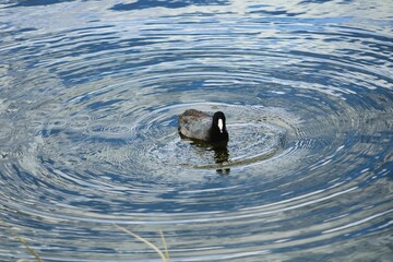 Closeup of a Coot duck swimming in a lake creating ripples