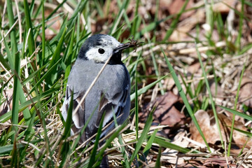 Bergeronnette grise - Motacilla alba