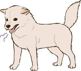 怒る柴犬（白柴）