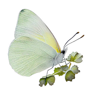 Cabbage white  buterfly. Watercolor with transparent background. Generative AI