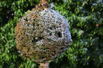 Topiary yew with ball shape in winter