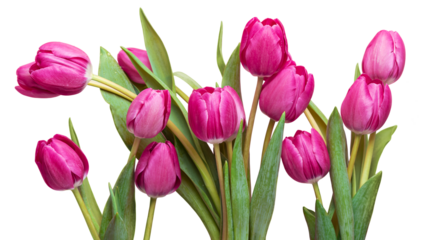 PNG, Pink tulips with green leaves Isolate