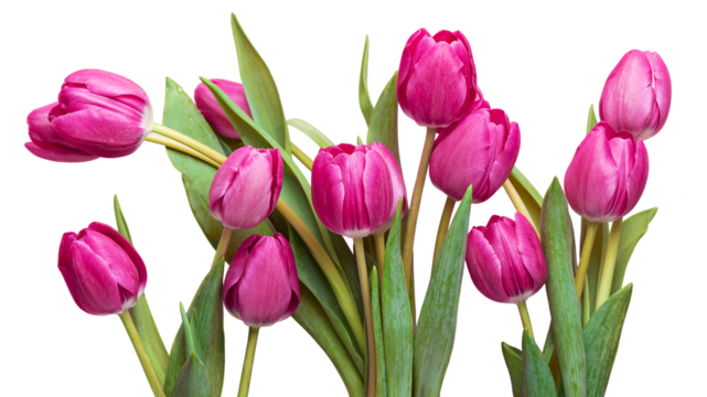 PNG, Pink tulips with green leaves Isolate