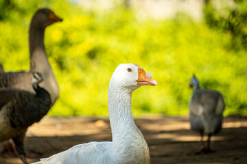 Three geese, two of which are looking at the camera. Green and brown background.