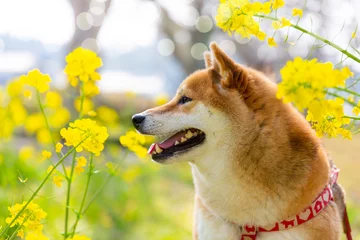 Deurstickers 菜の花畑のかわいい柴犬 © taa22