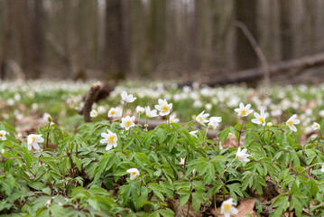 Spring in the forest, wood anemones (Anemonoides nemorosa) blooming at early spring, little white flowers blooming, buttercaps