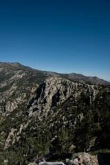 Vertical shot of a beautiful forest near the mountains in CA, USA