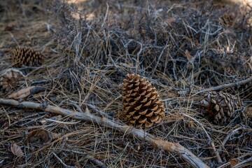 Closeup shot of a pine cone in the beautiful forest in CA, USA