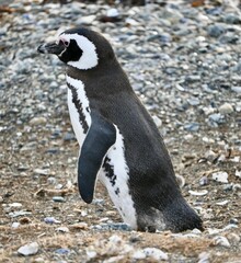 Fototapeta premium Closeup of an African Penguin (Spheniscus demersus) standing in a field in Chile