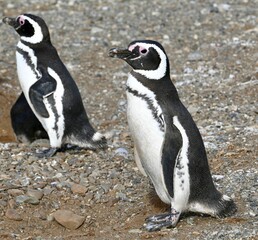 Fototapeta premium Closeup of African Penguins (Spheniscus demersus) standing in a field in Chile