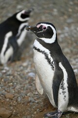Vertical shot of African Penguins (Spheniscus demersus) standing in a field in Chile