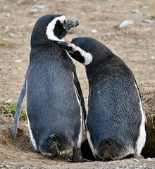 Naklejka premium Vertical shot of African Penguins (Spheniscus demersus) standing in a field in Chile
