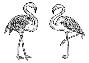 Flamingo bird sketch engraving PNG illustration with transparent background
