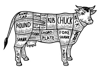 Meat diagram cow sketch engraving PNG illustration with transparent background
